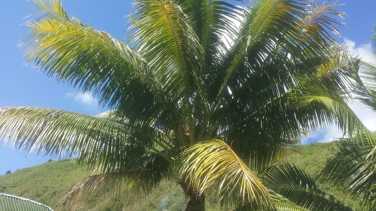 Location " La Pirogue " Maison D'Hotes A Moorea Haapiti Esterno foto